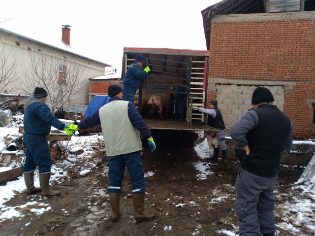 Превентива у оборима: Борба против афричке куге свиња у двадесетак села широм Пиротског округа